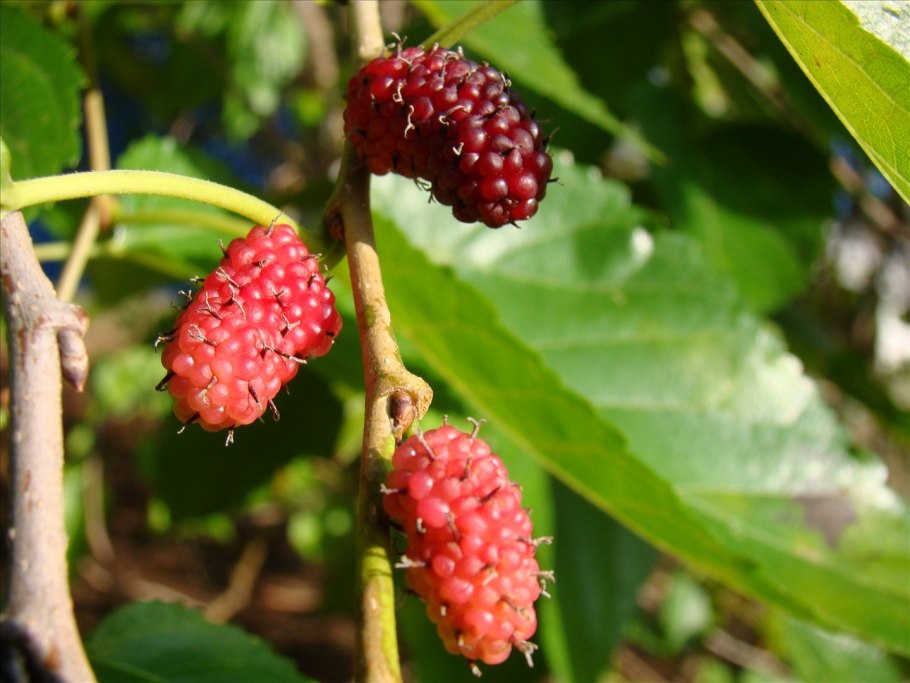 Шелковица тутовое дерево