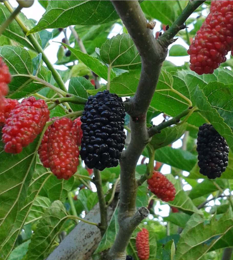 Шелковица крупнолистная