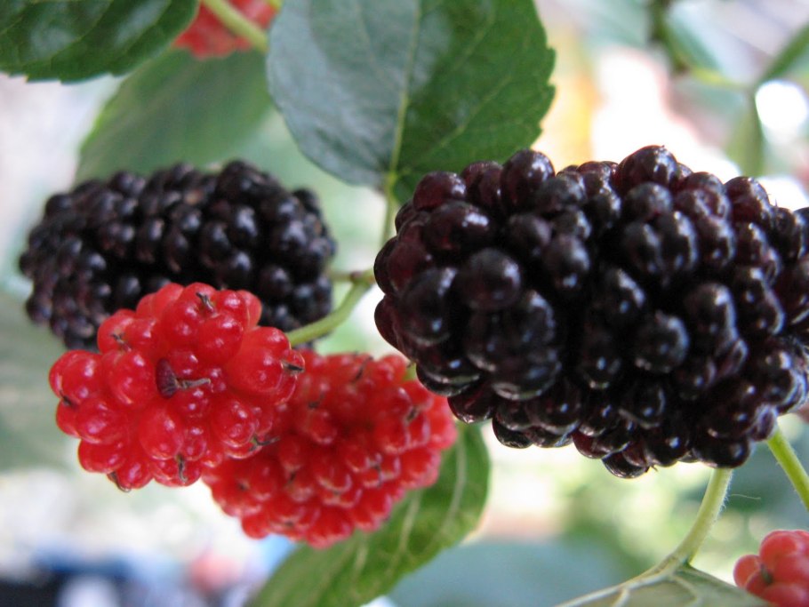 Шелковица сидлесс