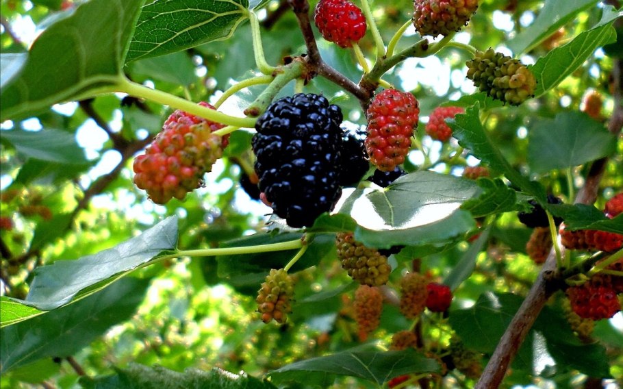 Шелковица красная (Morus rubra) -