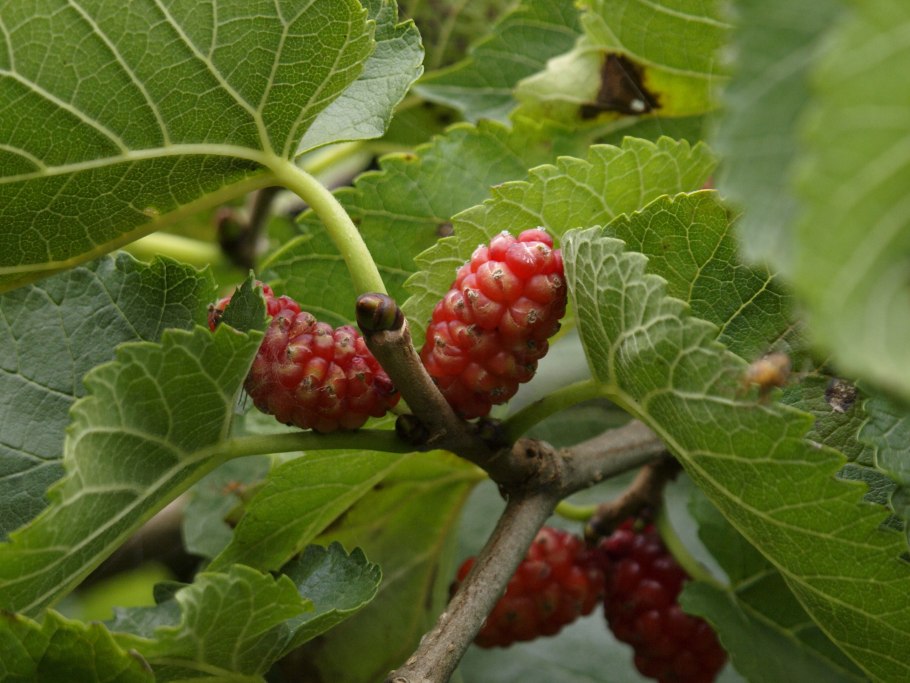 Шелковица чёрная в Турции