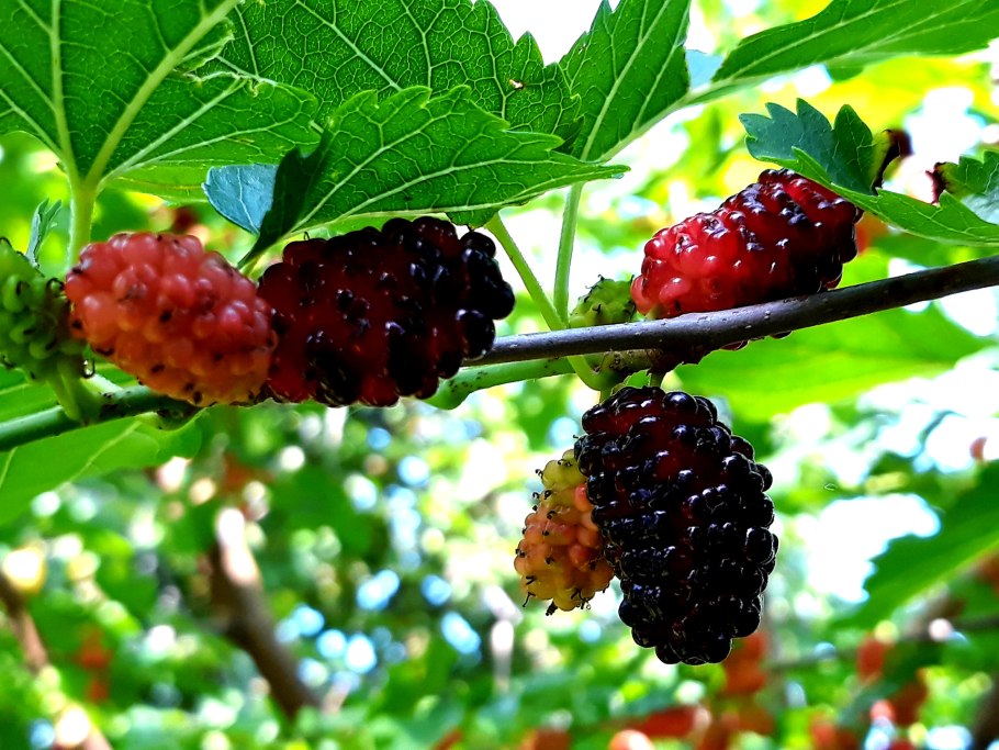 Шелковица Morus rubra