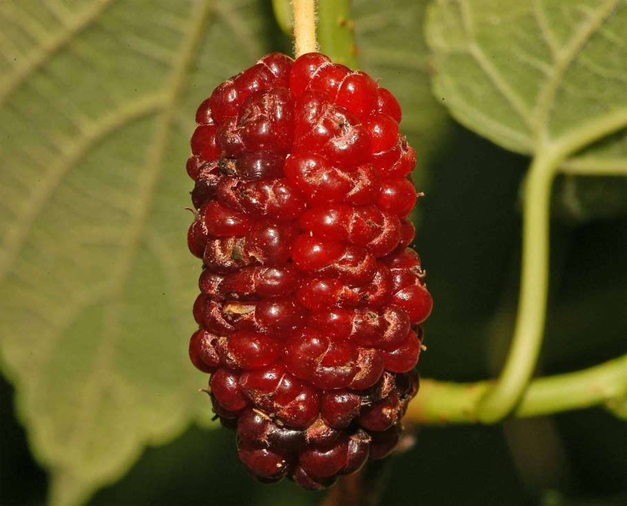 Шелковица красная (Morus rubra) -