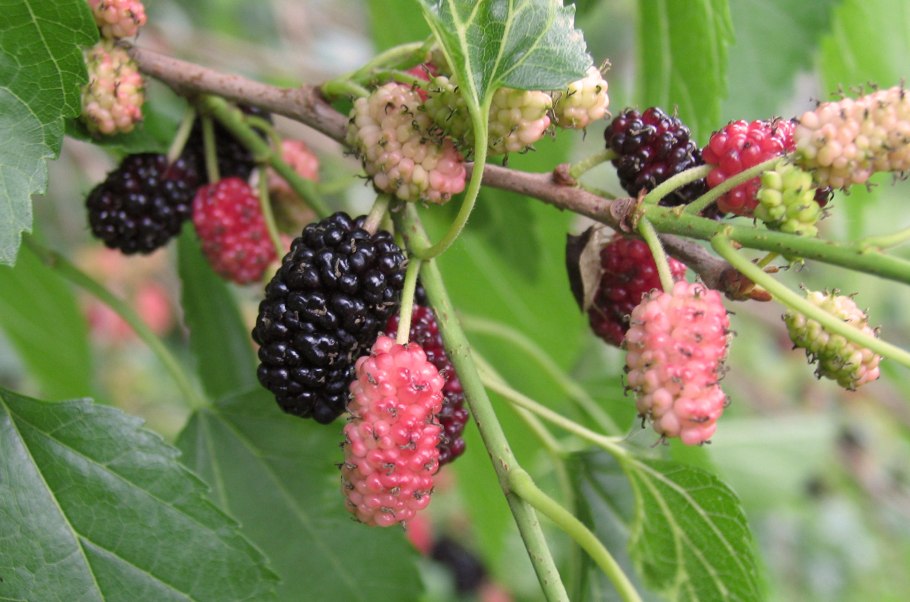 Тутовник ягода