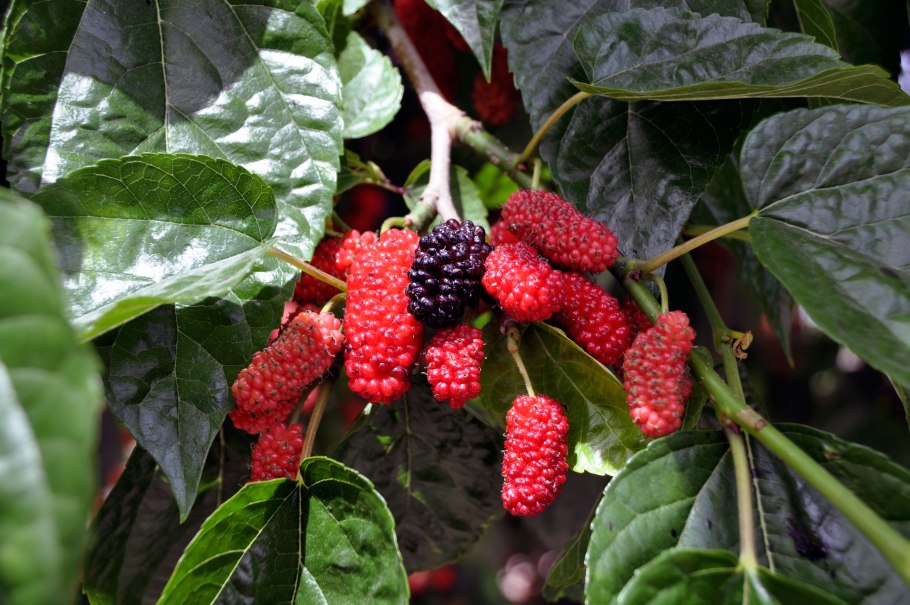 Шелковица красная Владимирская