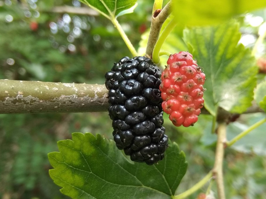Mulberry Bush