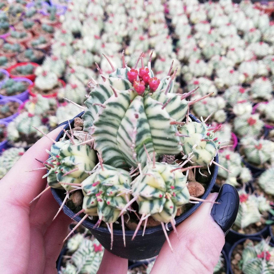 Молочай дыневидный уход