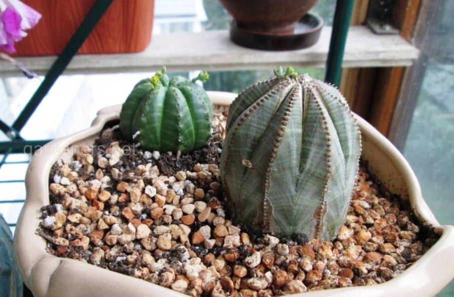 Эуфорбия мелоформис