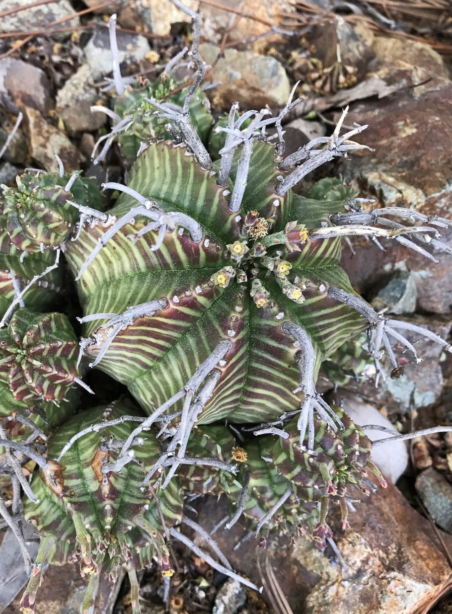 Камфорный молочай