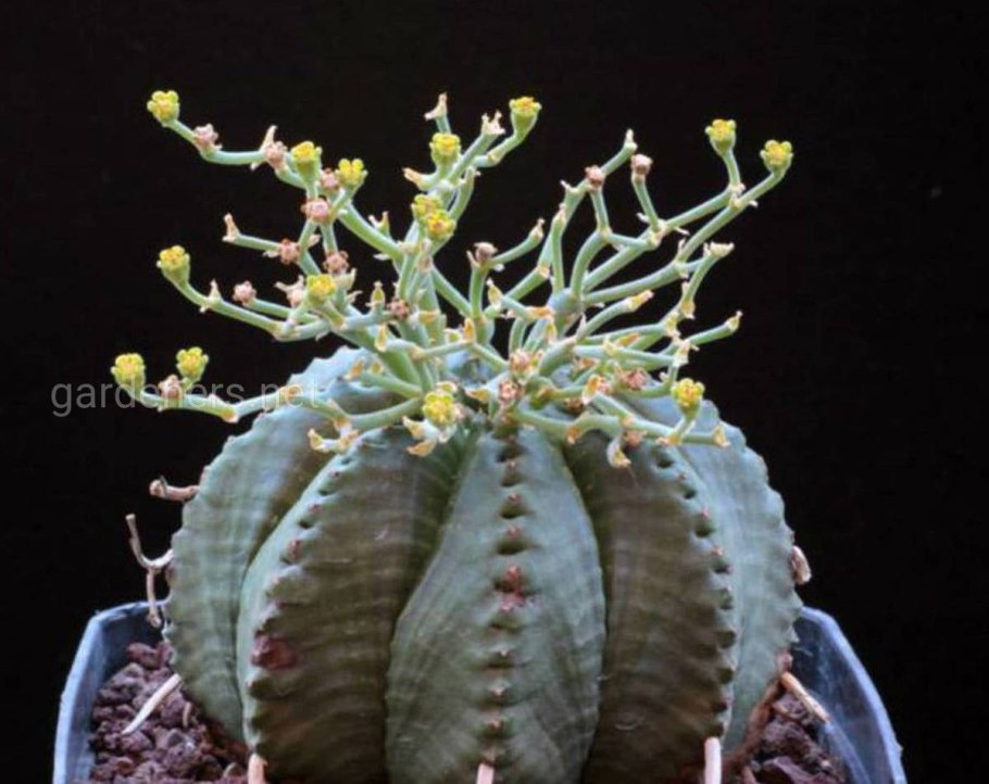 Эуфорбия гомофилла