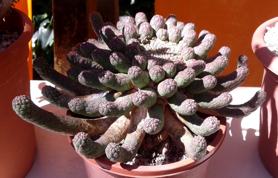 Кактус эуфорбия Вариегата