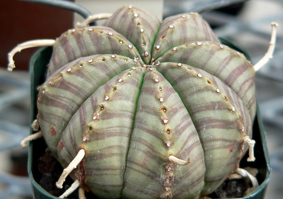 Эуфорбия дыневидная