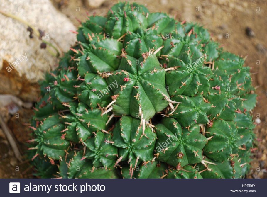 Молочай солнцегляд растение