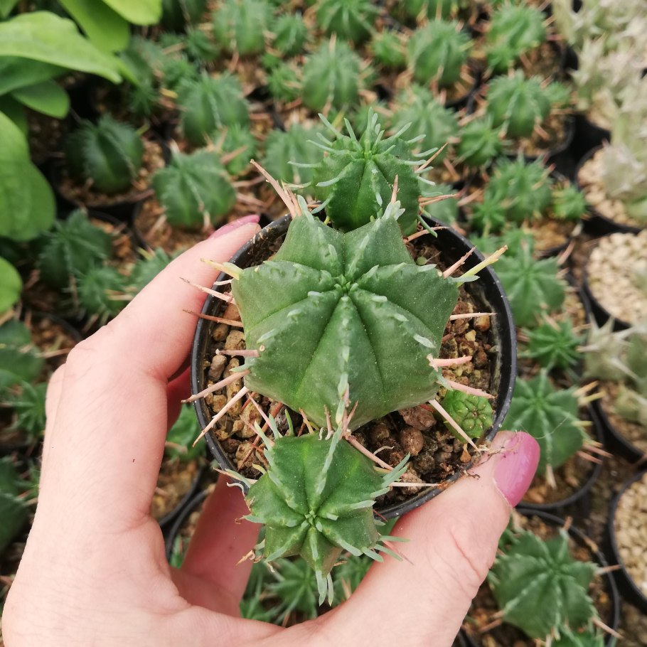 Euphorbia meloformis variegata