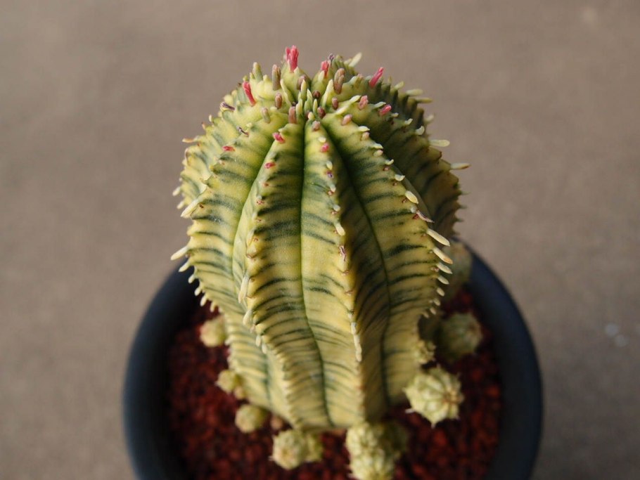 Euphorbia meloformis