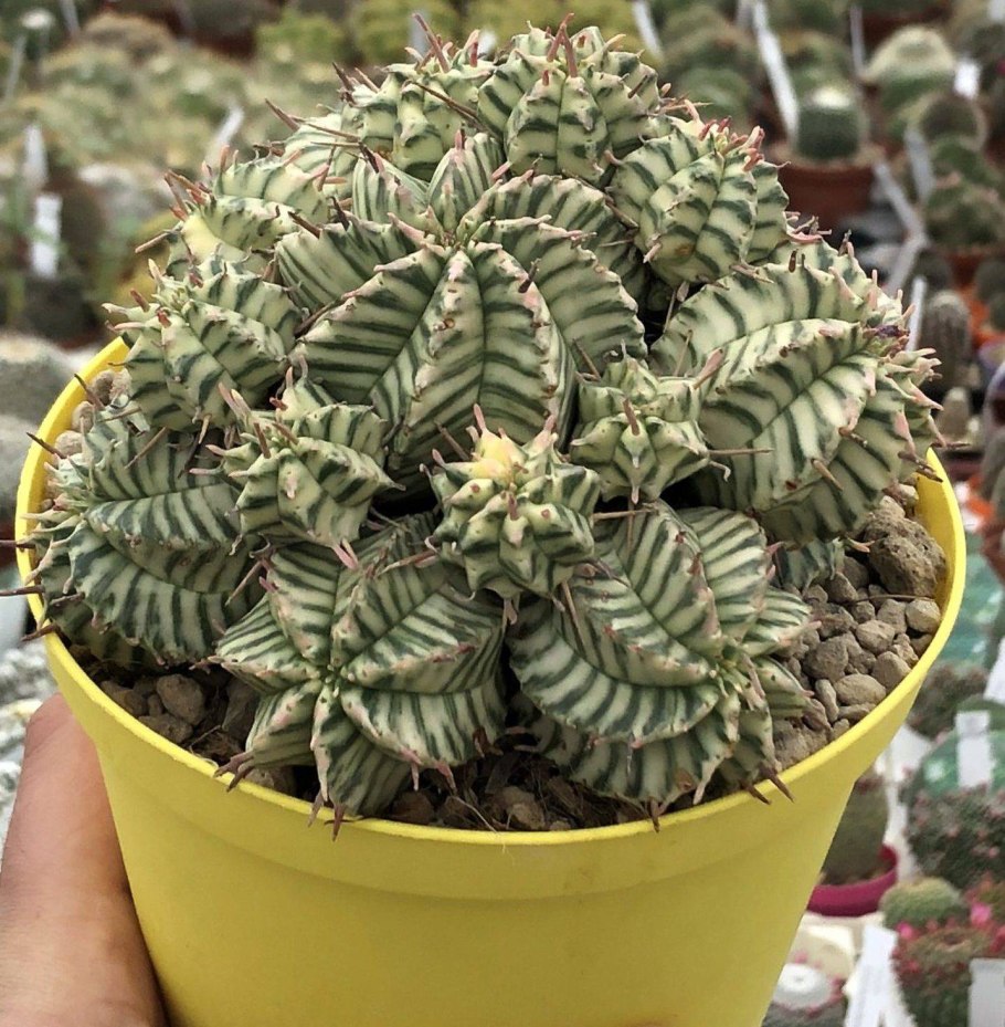 Молочай тучный свойства