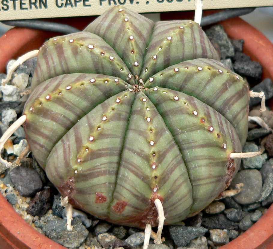 Euphorbia meloformis variegata