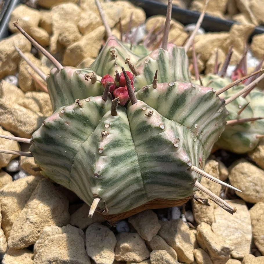 Эуфорбия мелоформис Вариегата d-7