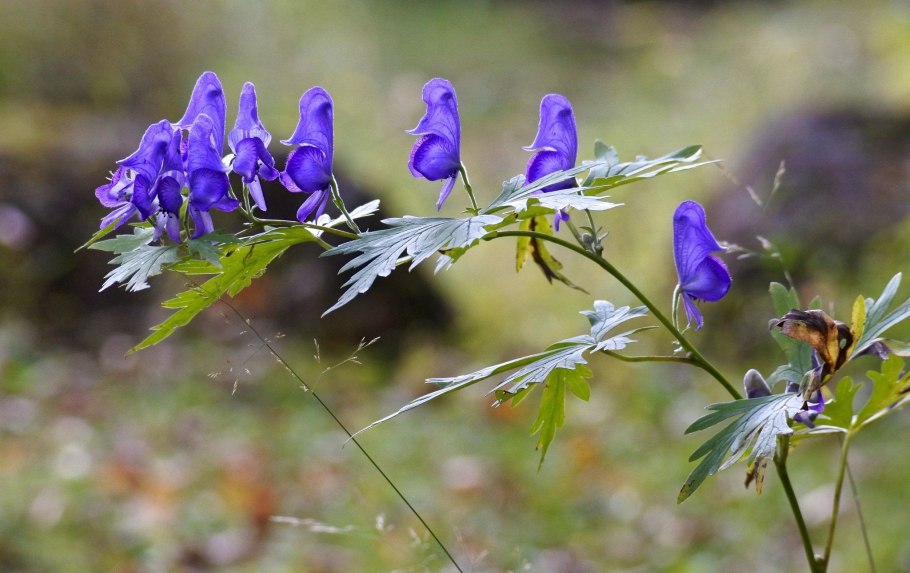 Аконит (борец, шлемник)