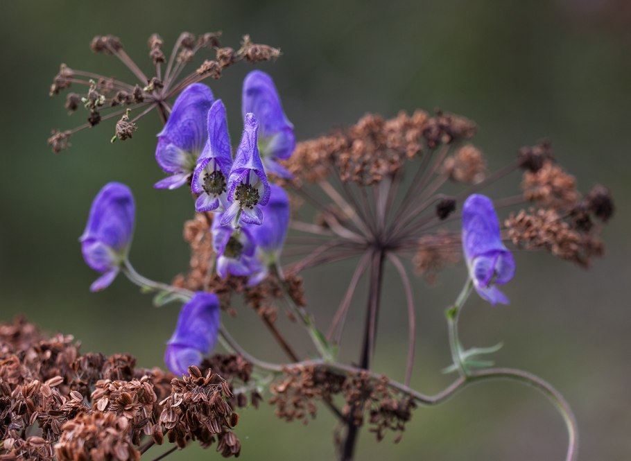 Аконит volubile