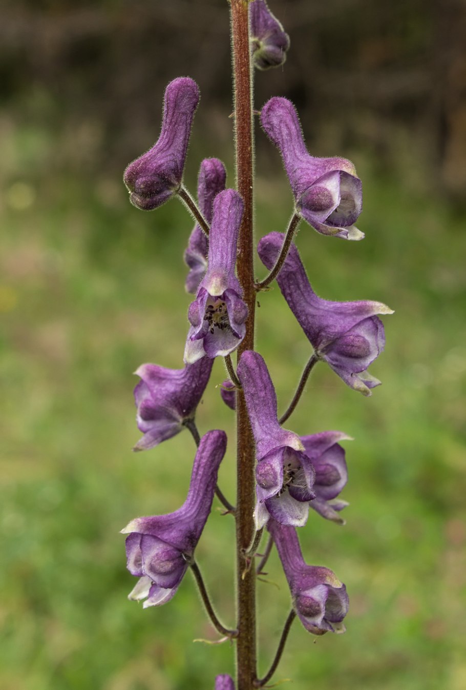 Аконит дуговидный