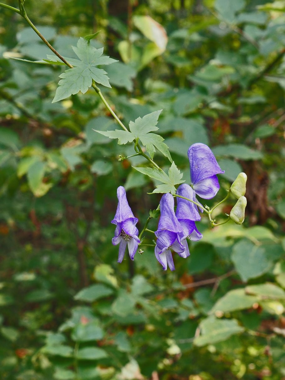 Аконит вьющийся