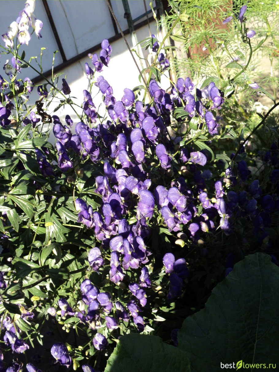 Аконит клобучковый