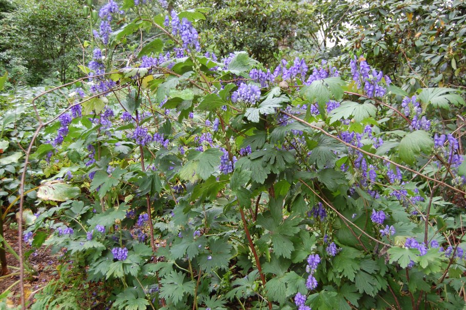 Aconitum excelsum Reichb