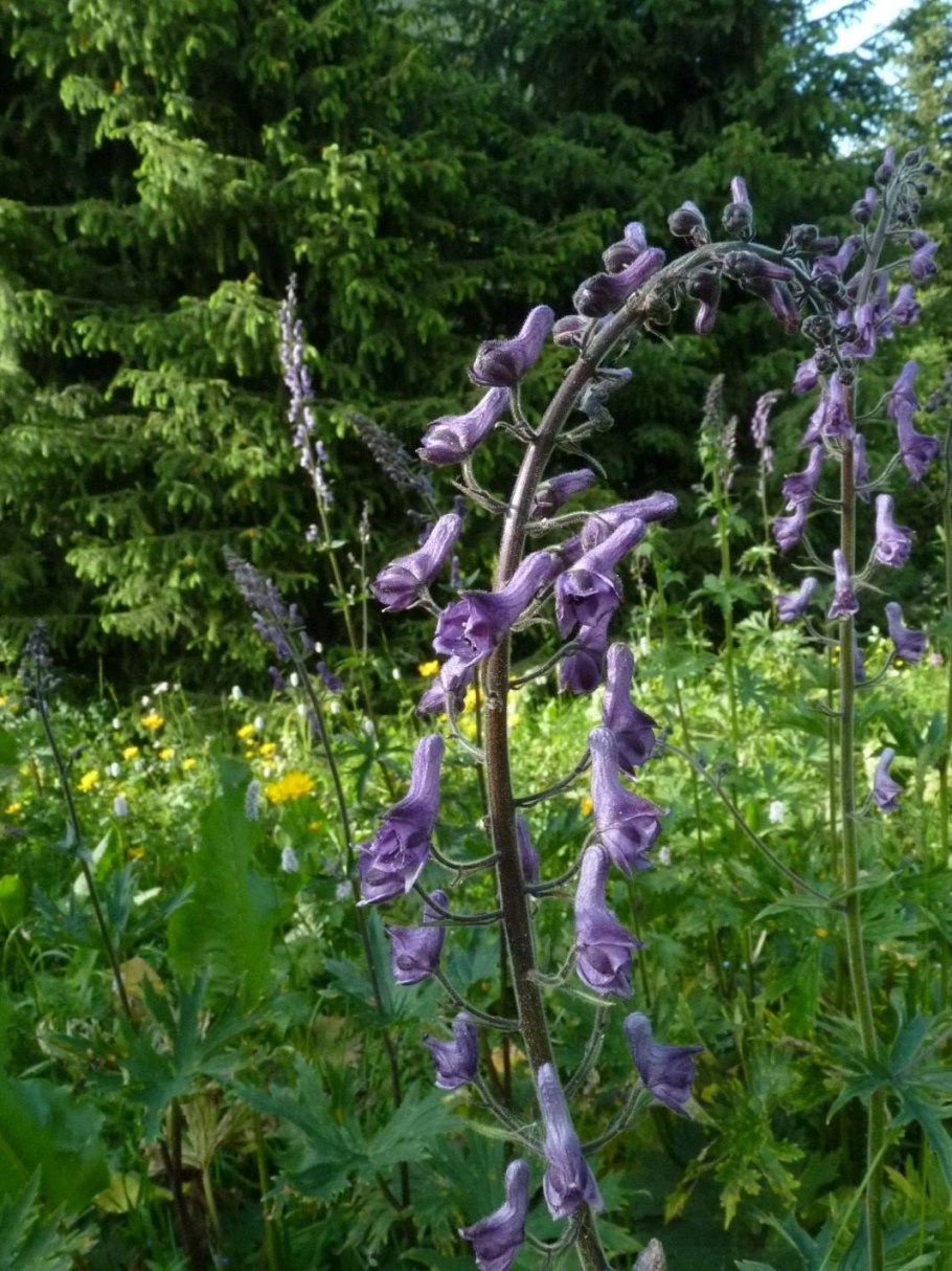 Аконит шлемник