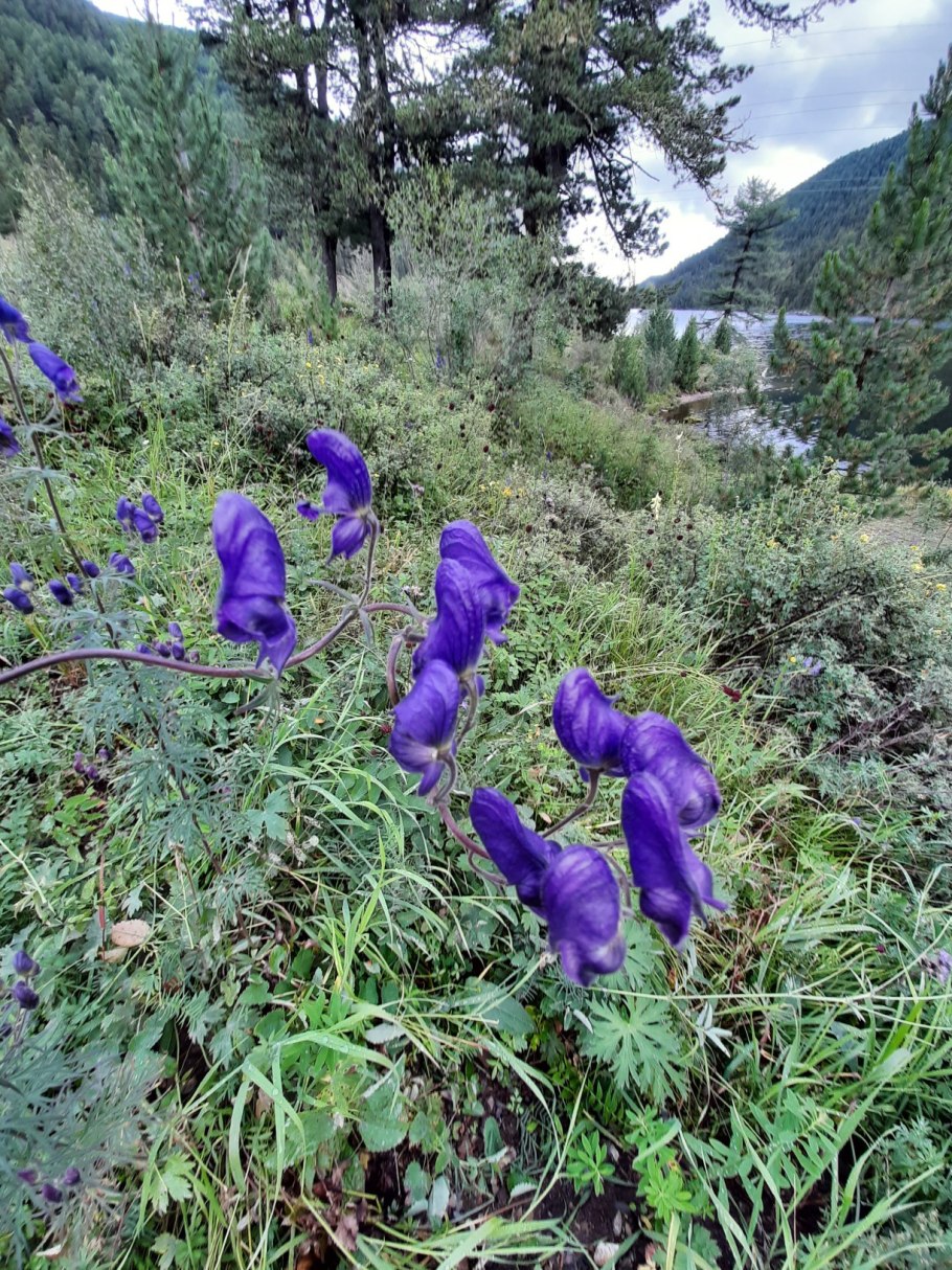 Аконит каммарум