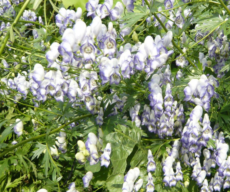 Аконит volubile