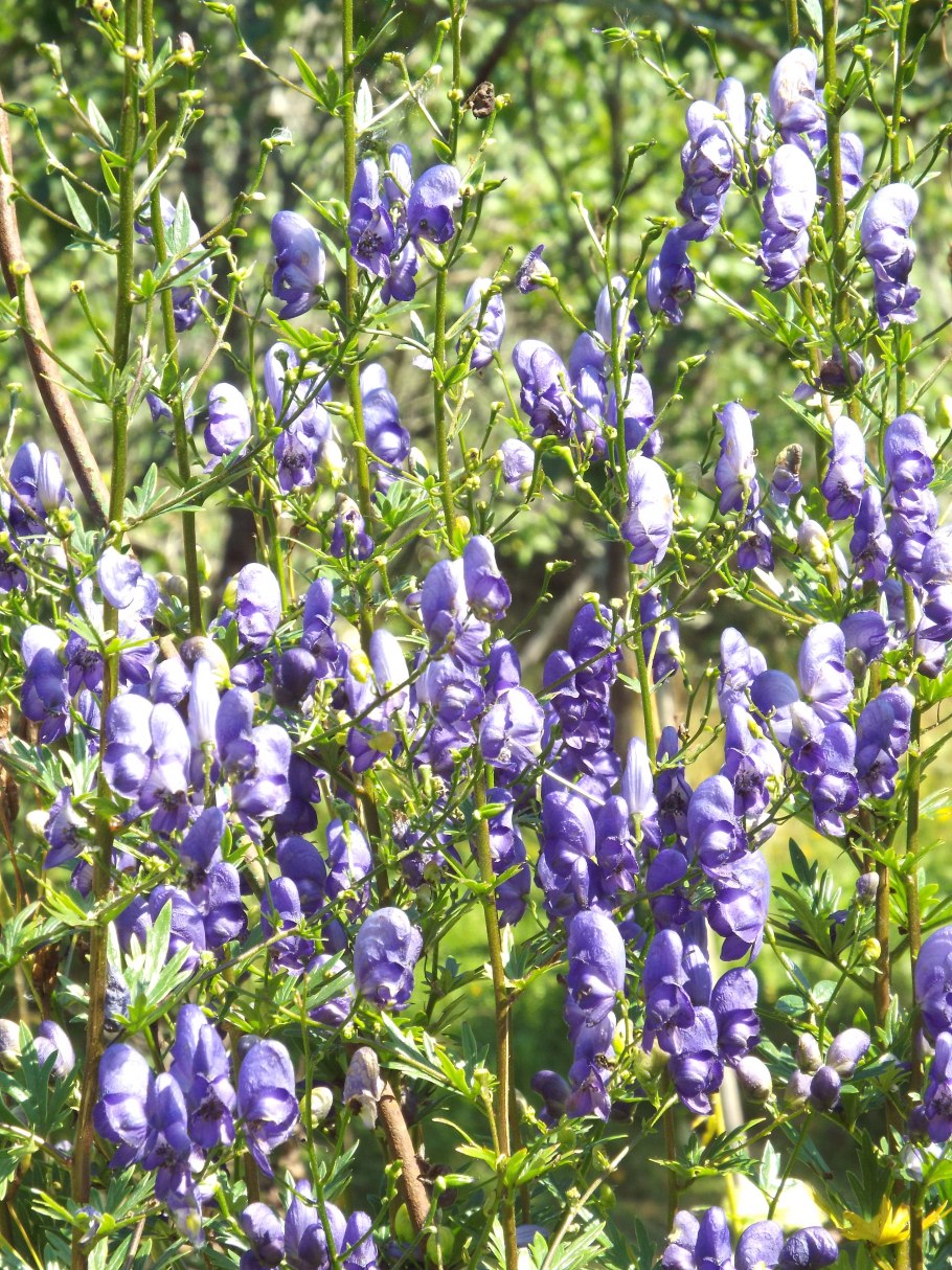 Aconitum albo-violaceum