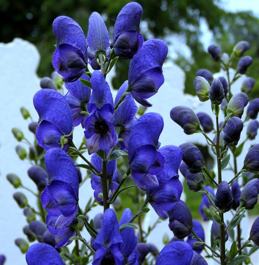 Аконит борец вьющийся