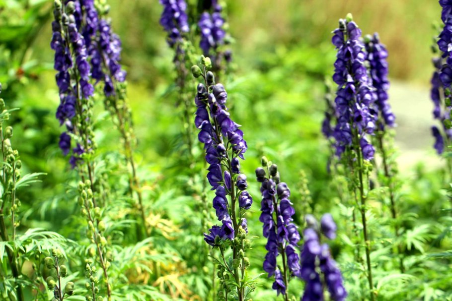 Аконитум Вариегатум