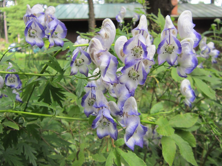 Аконит и Вербена