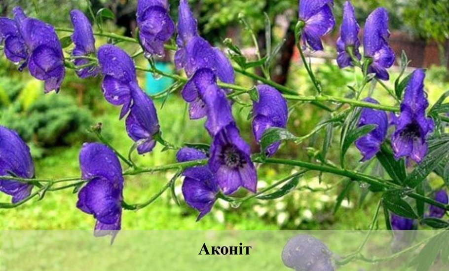 Аконит Арендса синий