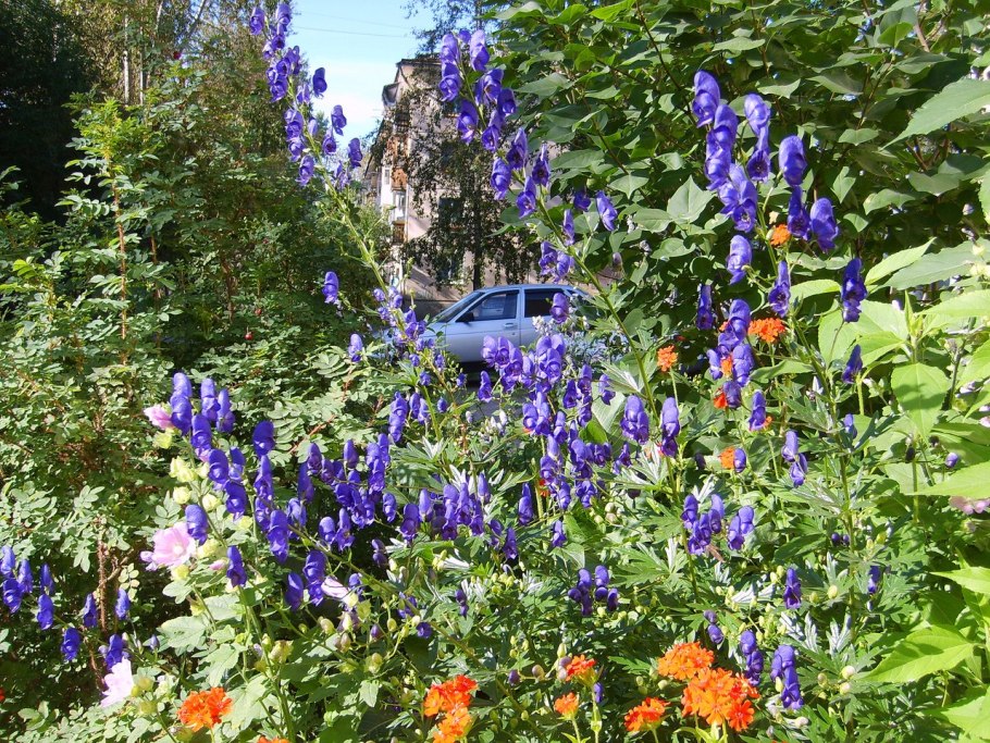 Аконит синий вьющийся