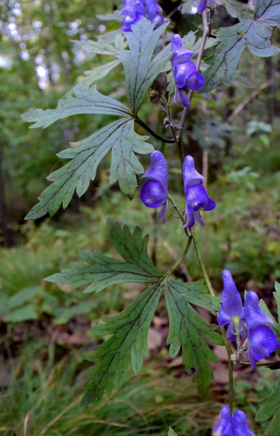 Aconitum volubile Pall. Ex Koelle