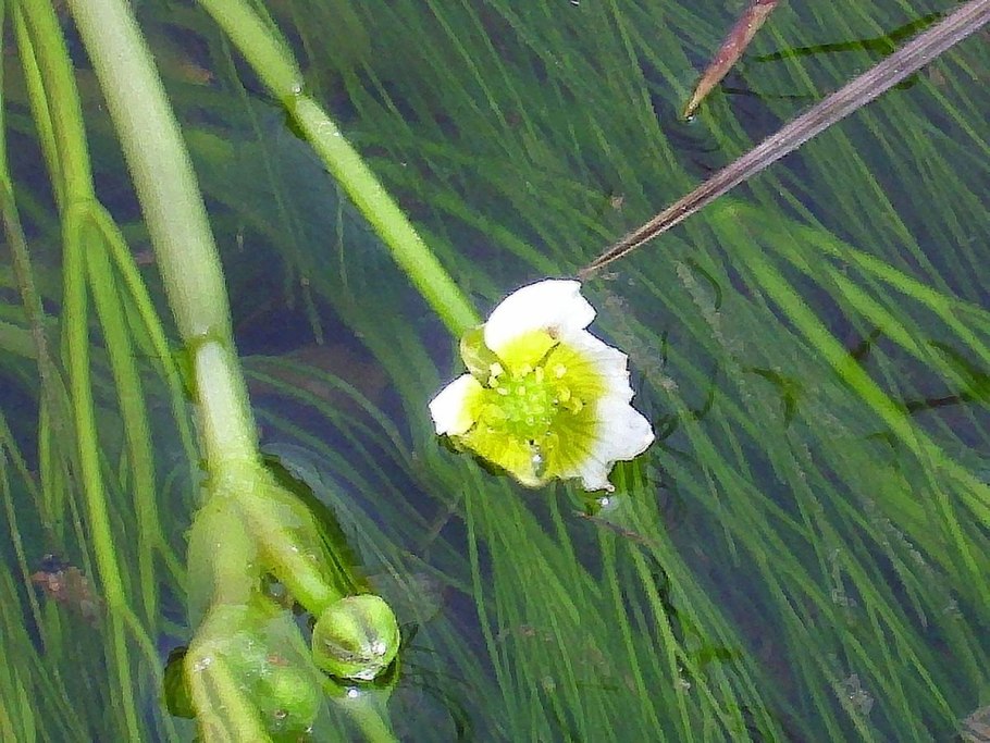 Лютик волосистолистный - Ranunculus trichophyllu