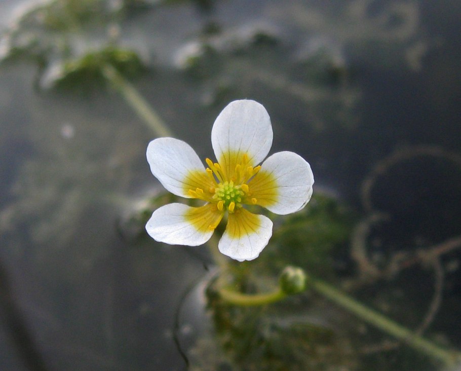 Лютик жестколистный