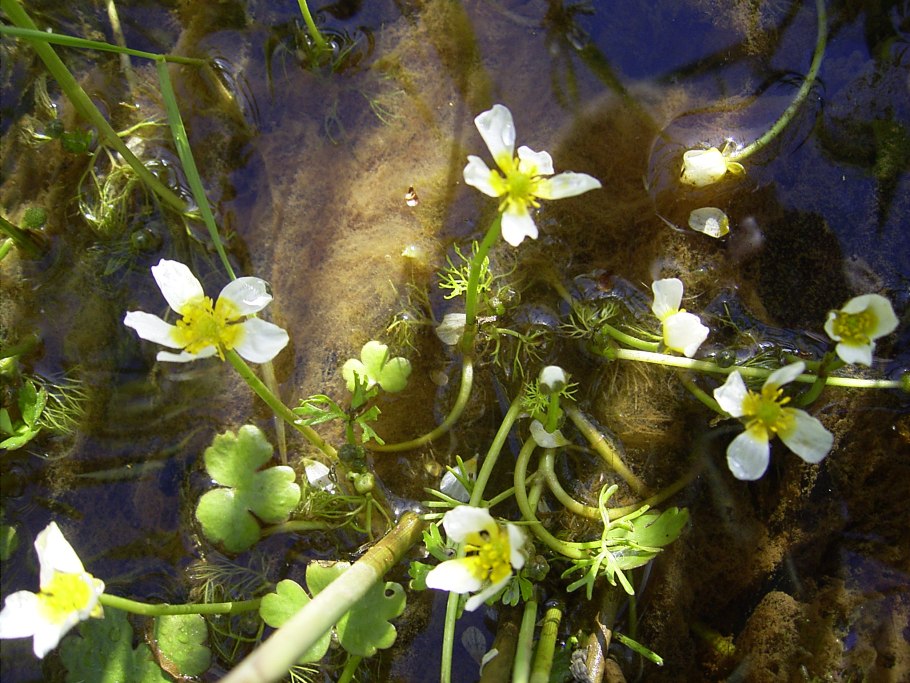 Водяной Лютик Ranunculus aquatilis