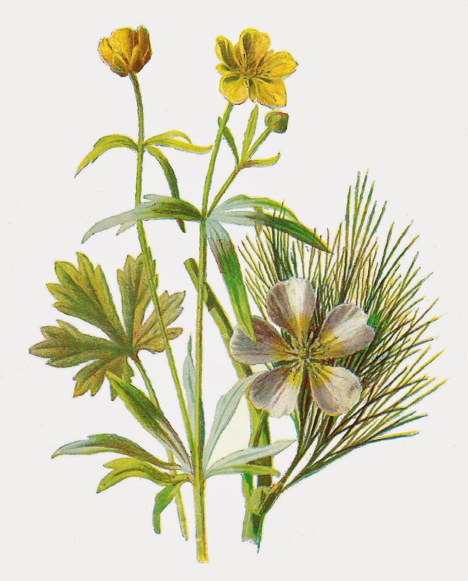 Batrachium eradicatum