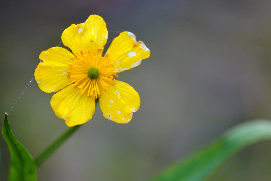 Лютик длиннолистный