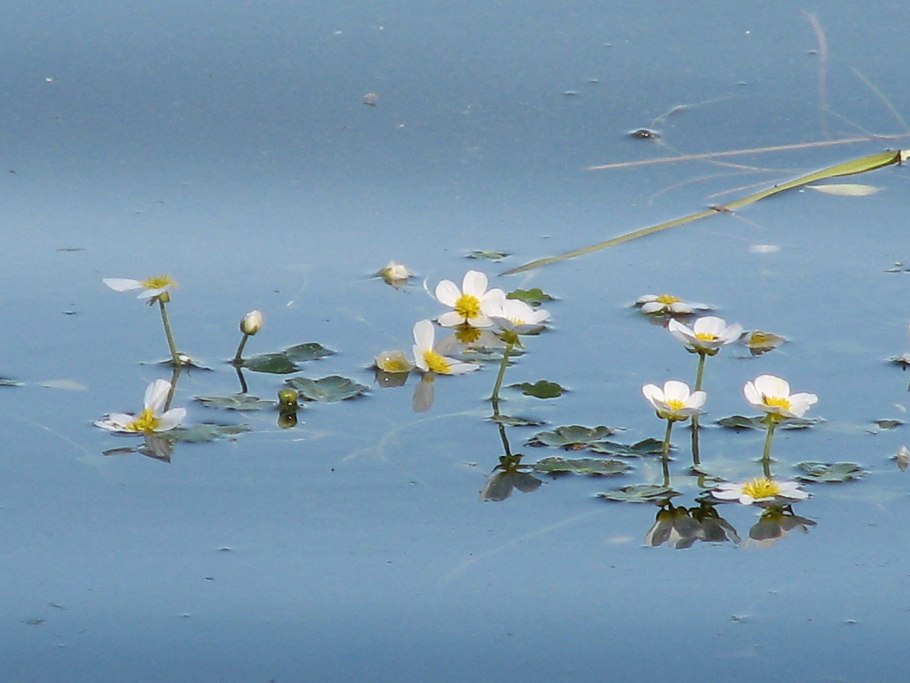 Лютик водный ranunculus aquatilis