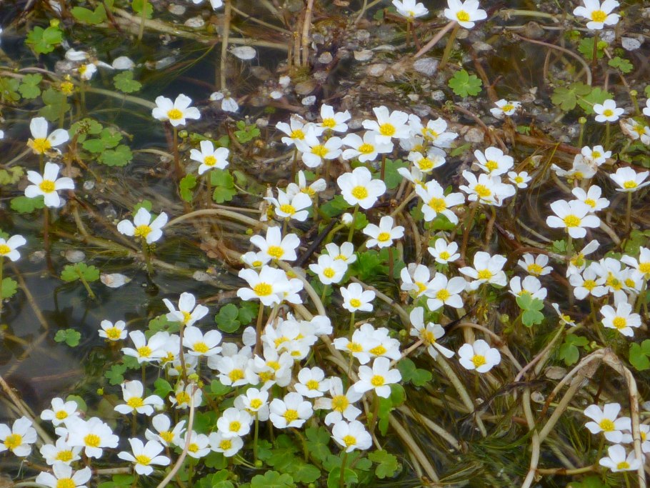 Лютик едкий - Ranunculus Acris гербарий