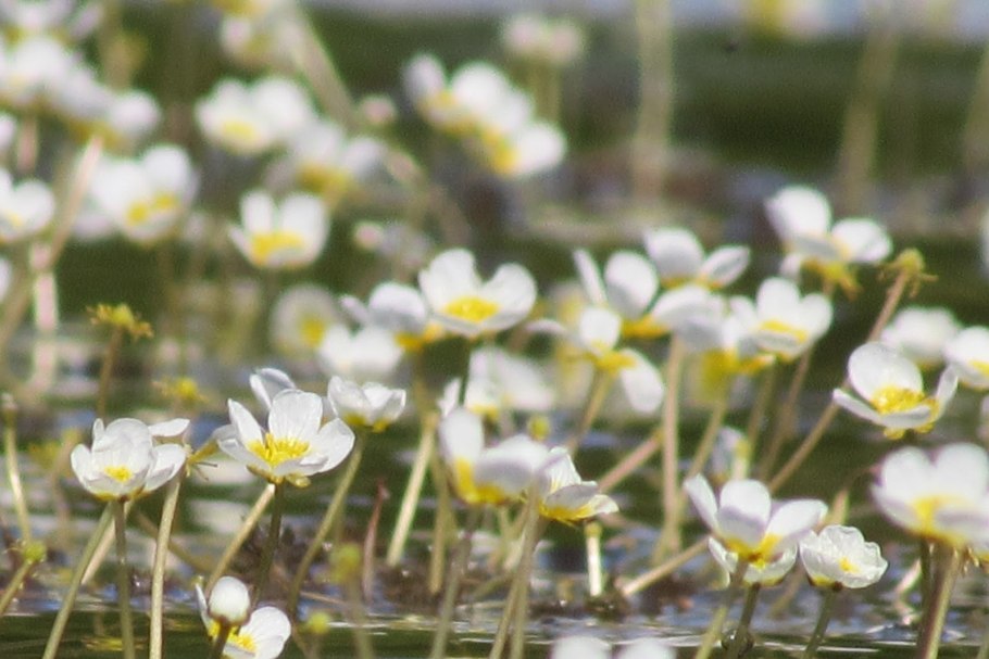 Водяной Лютик