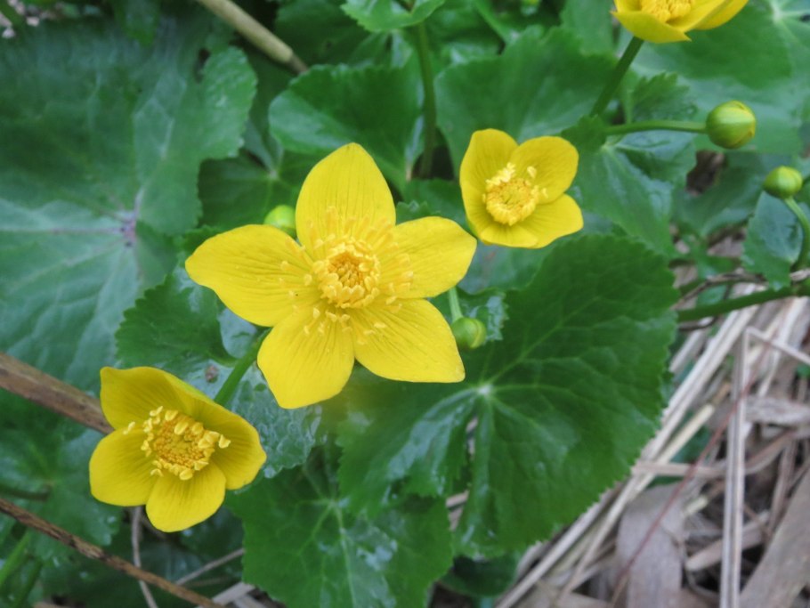 Лютик расходящийся