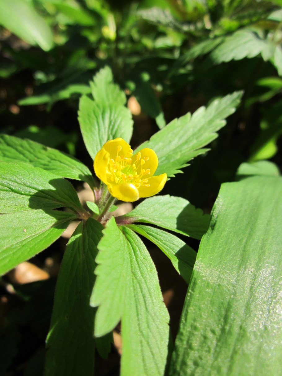 Речное водное растение Водный Лютик