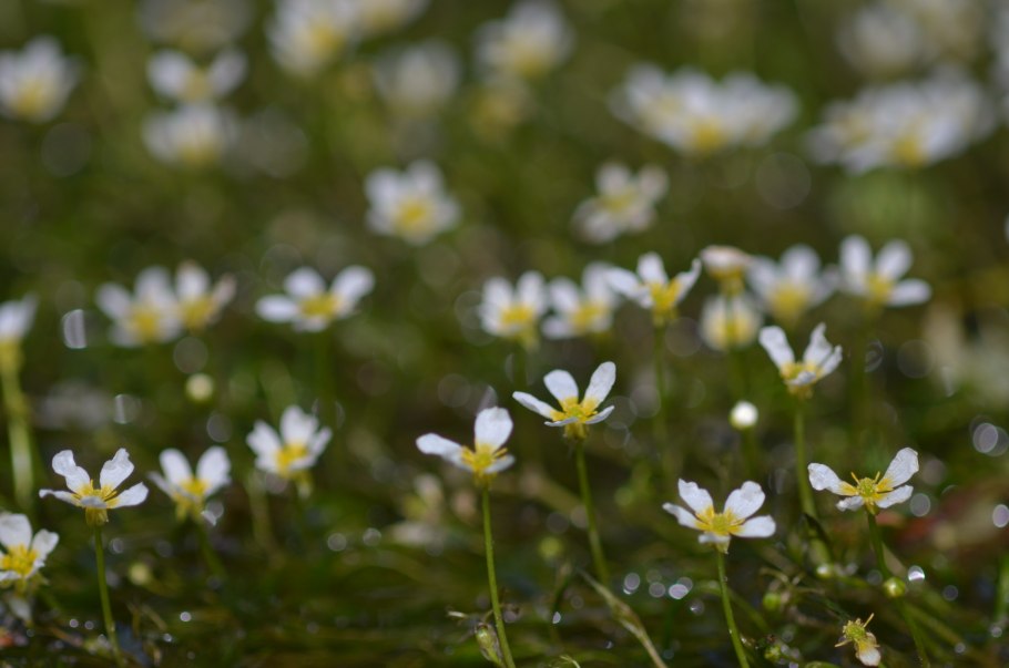 Ranunculus aquatilis