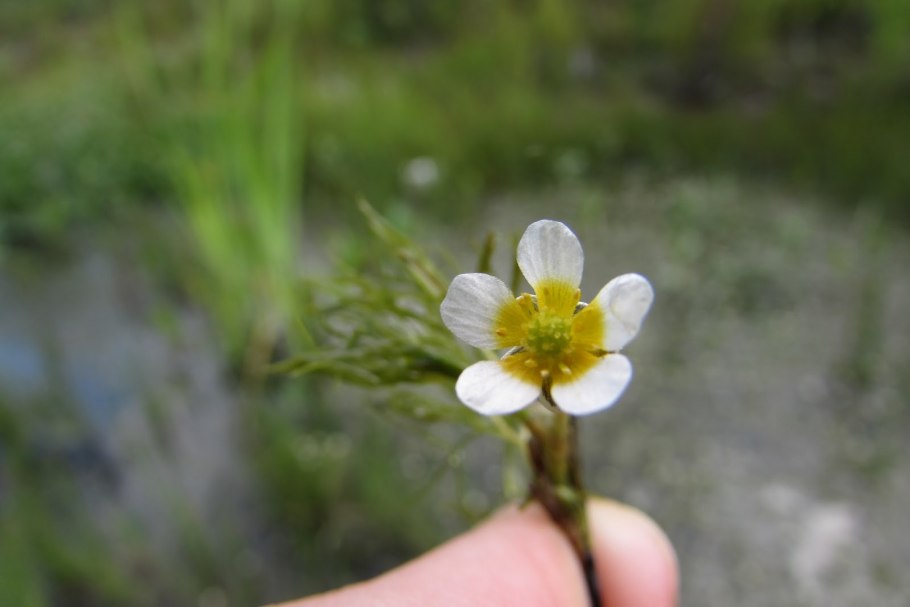 С.Частуха Владимирская область